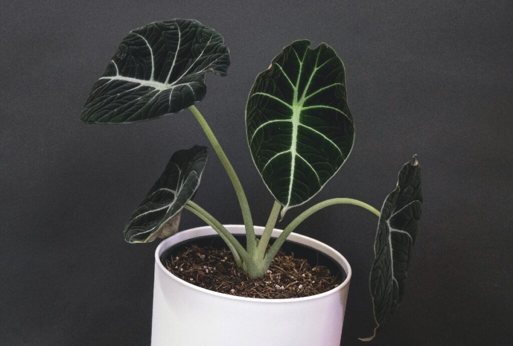 Alocasia Ninja plant in pot