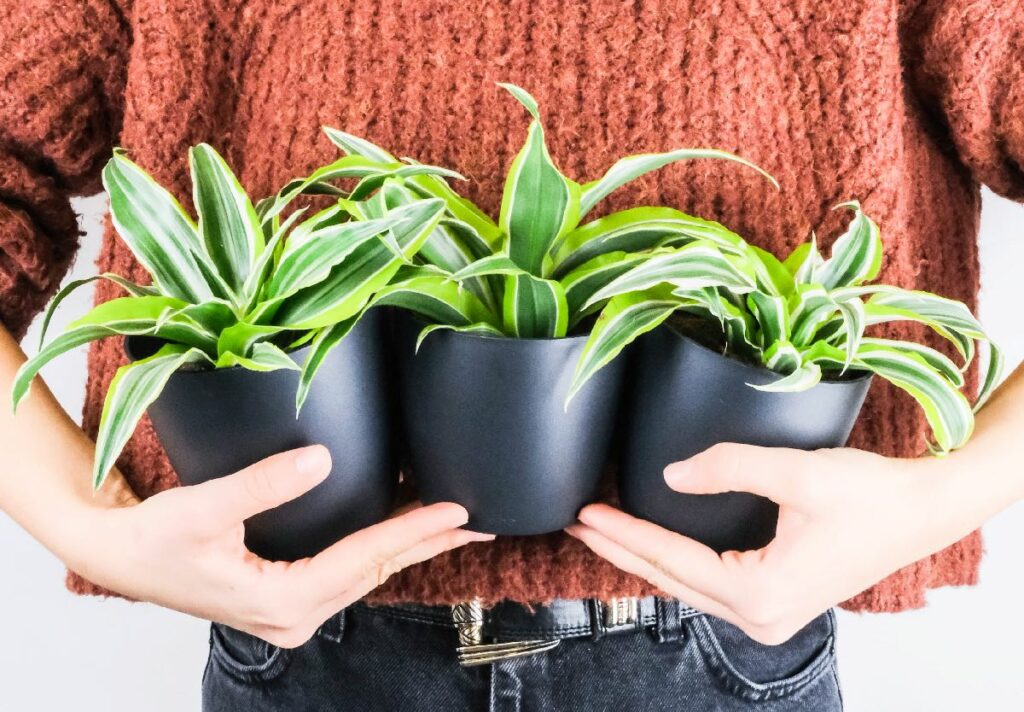 plant containers as gifts for plant lovers