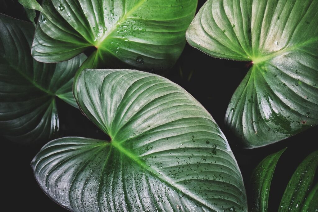 Homalomena Emerald Gem plant