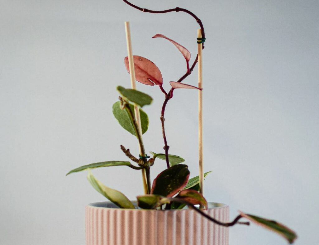 Hoya Australis Trellis plant in pink pot