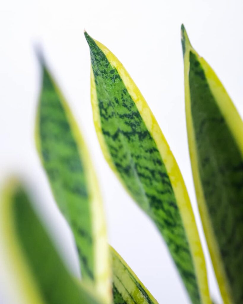 Sansevieria laurentii leaves in detail