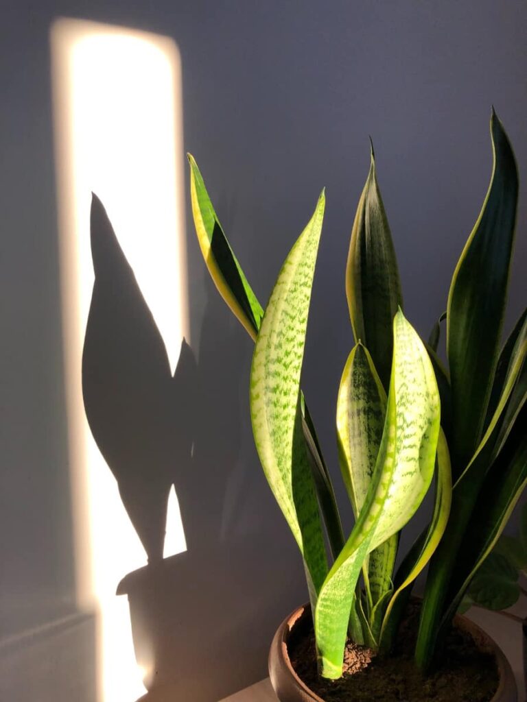 Snake plant in bright indirect light during golden hour