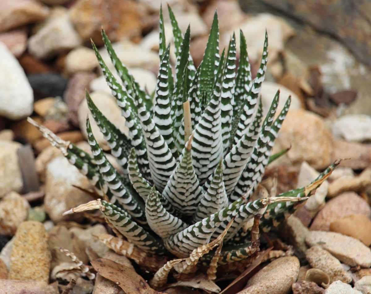 Zebra Haworthia Care Guide Growing a Stunning Succulent