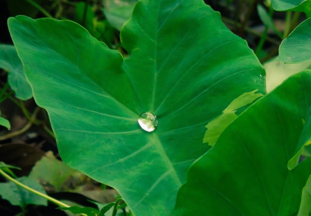 Elephant Ears Plant