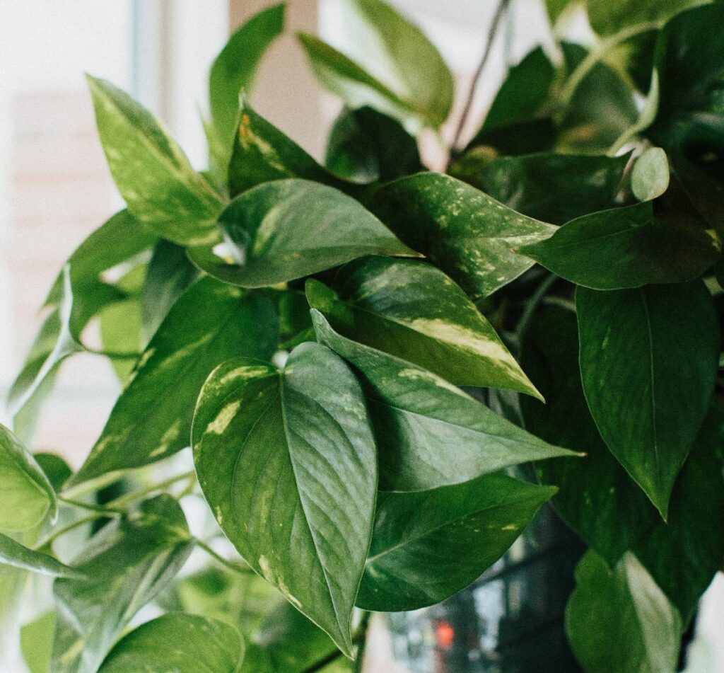 Golden Pothos plants