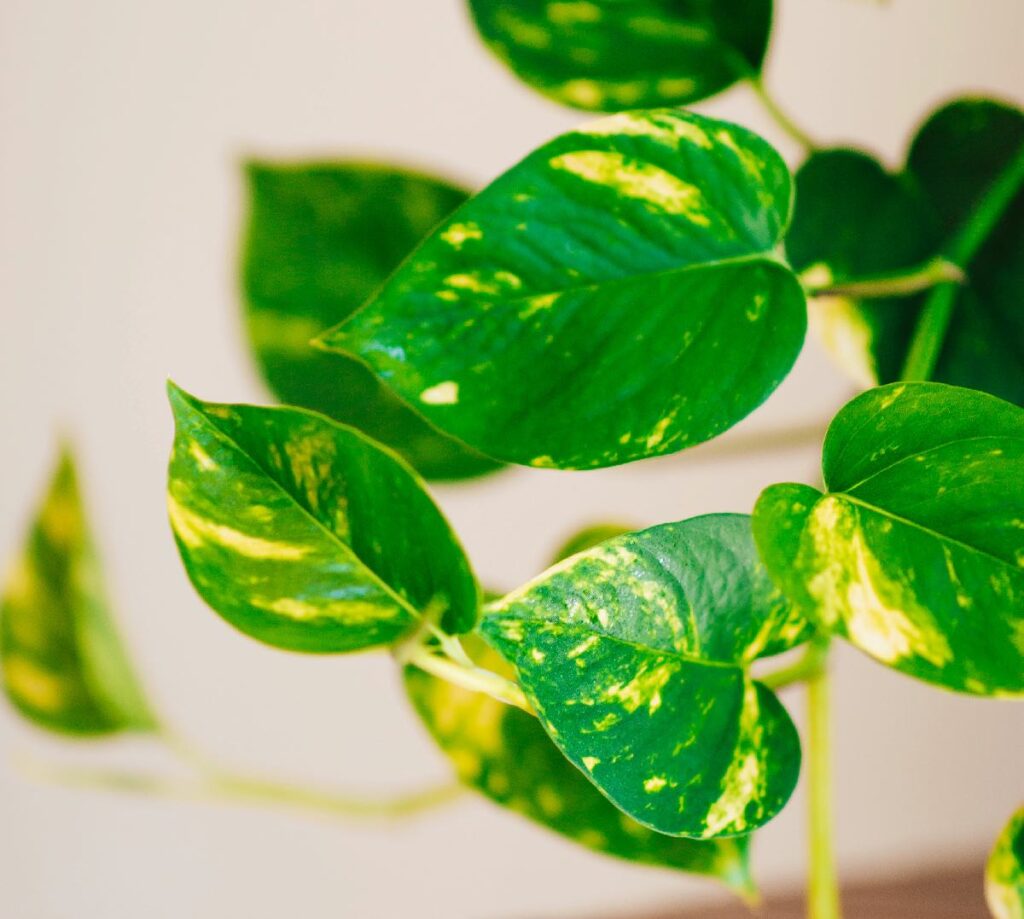 Variegated Pothos plant leaves from above