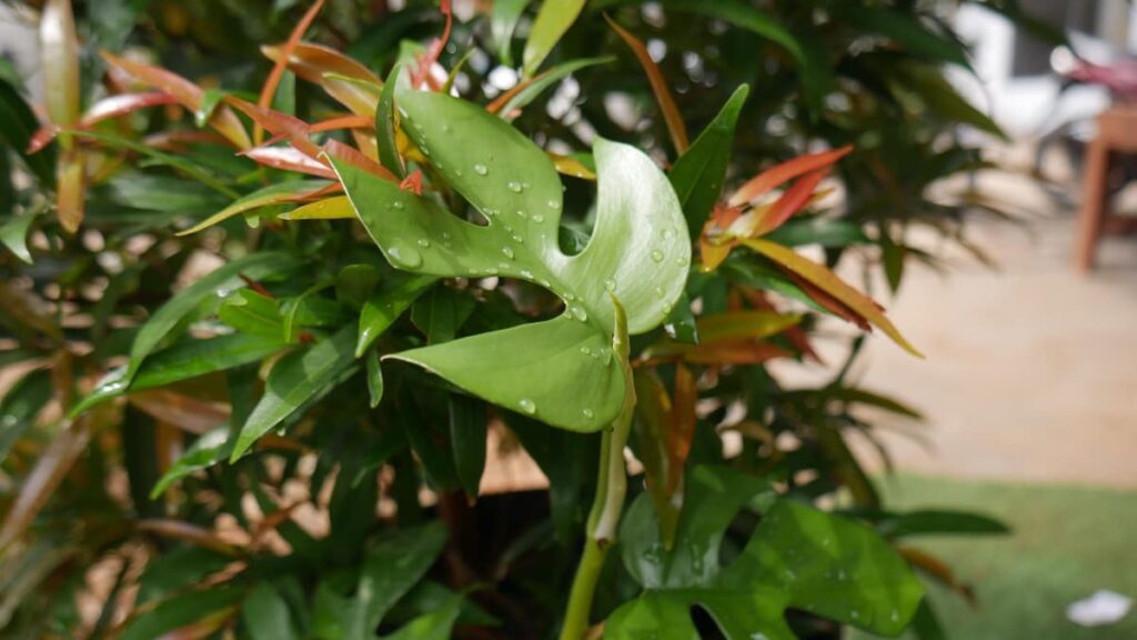 mini monstera leaf