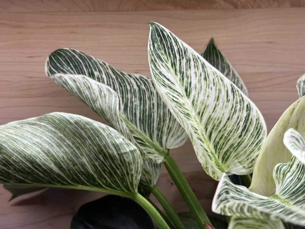 Philodendron Birkin leaves