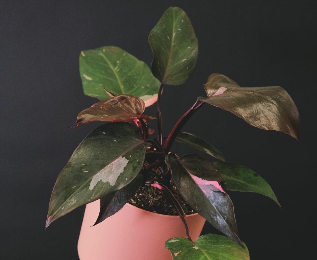 Philodendron Pink Princess plant