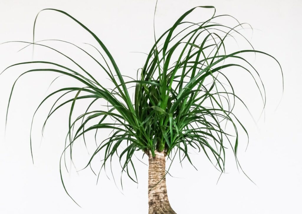 Ponytail Palm with healthy leaf growth
