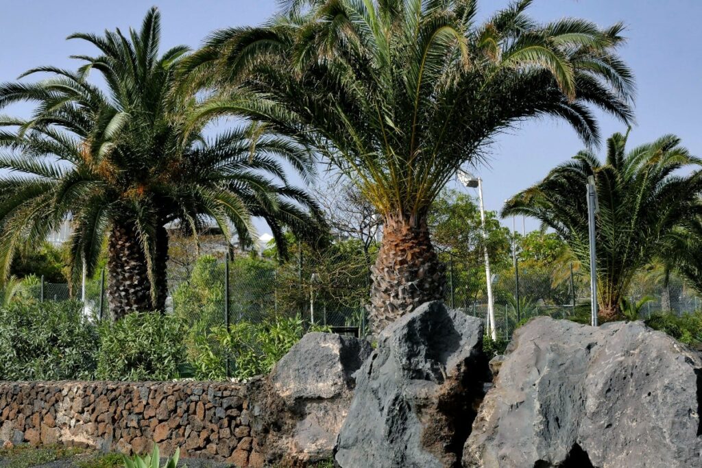 Pygmy date palm trees