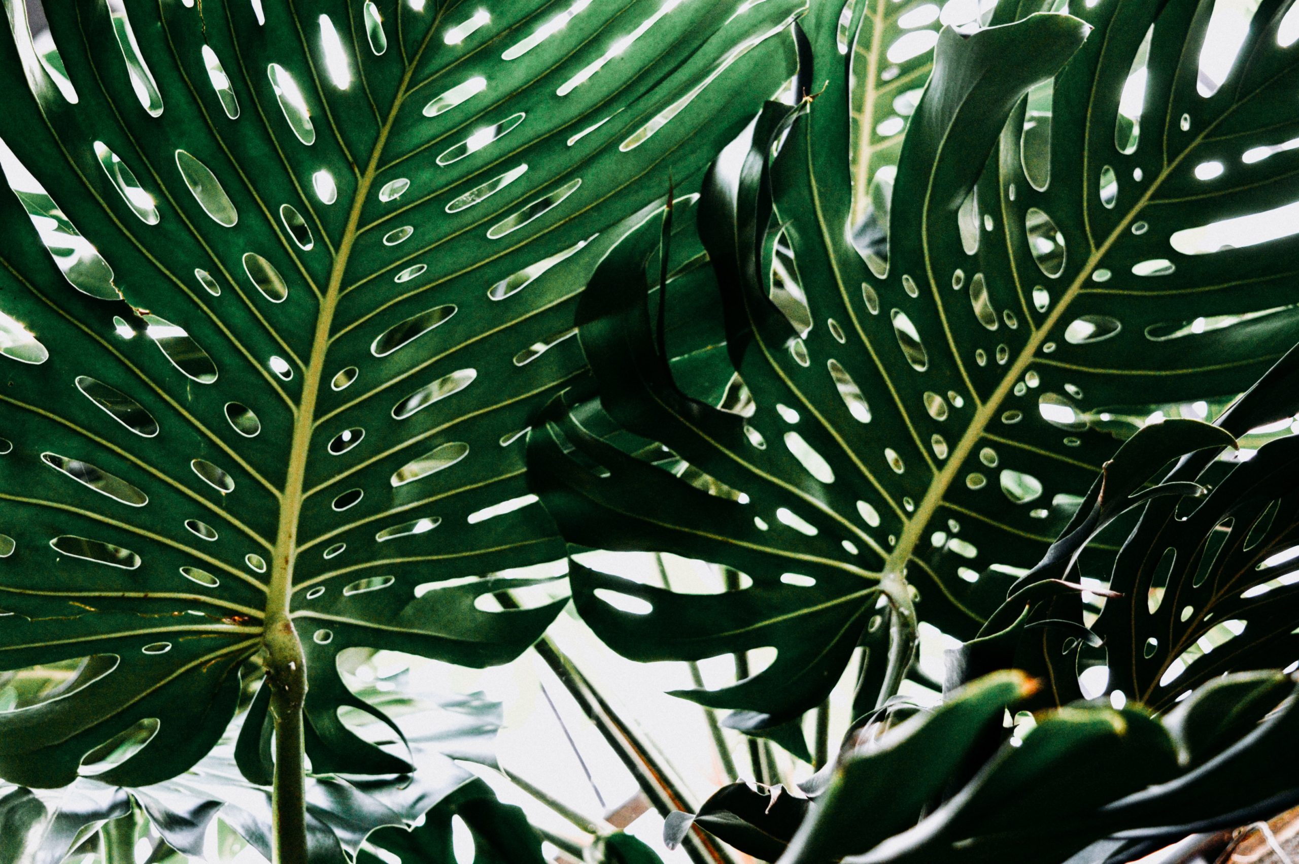 Alocasia Tiny Dancer Care Guide