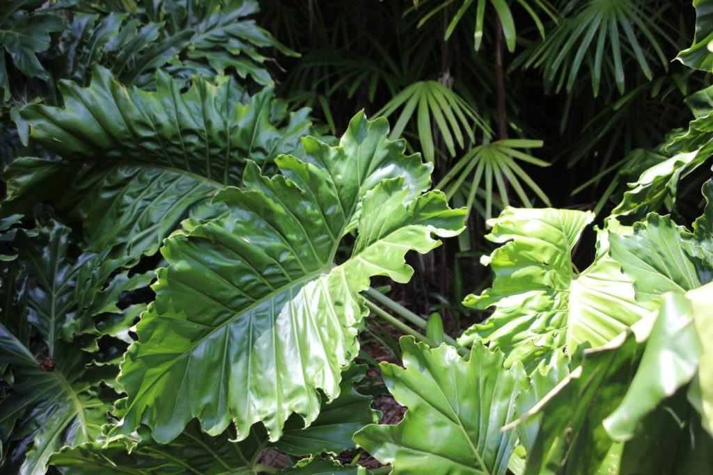 alocasia leaves