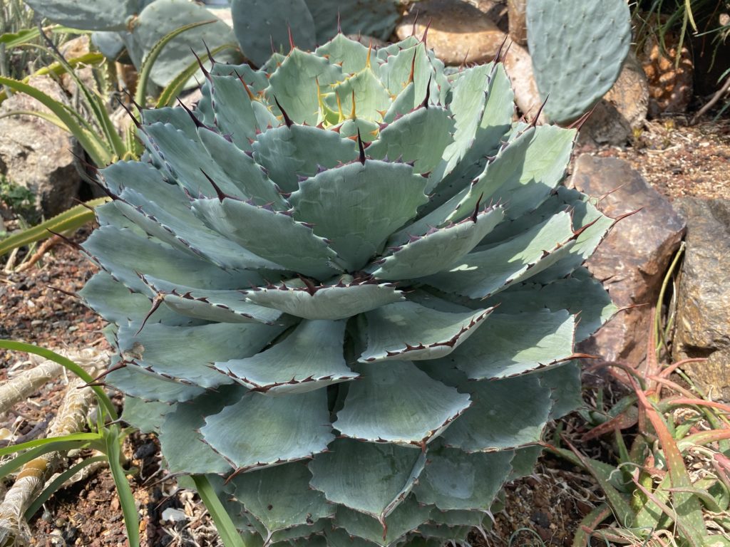 Cabbage Head Agave plant