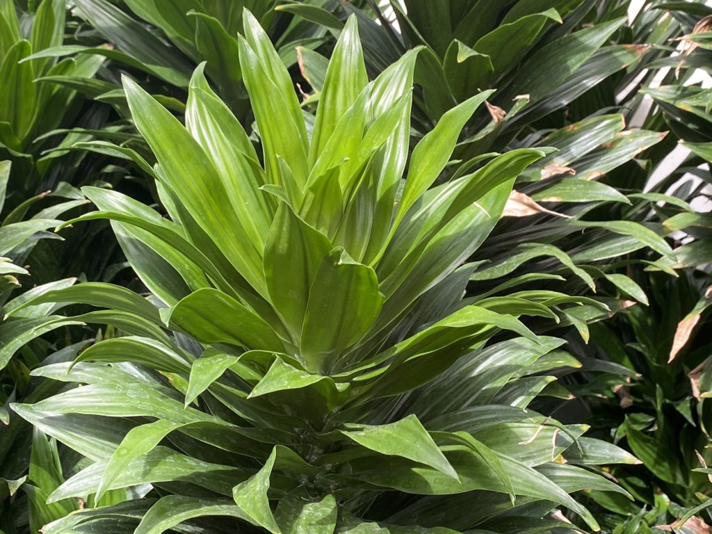 Calypso Queen Dracaena plant