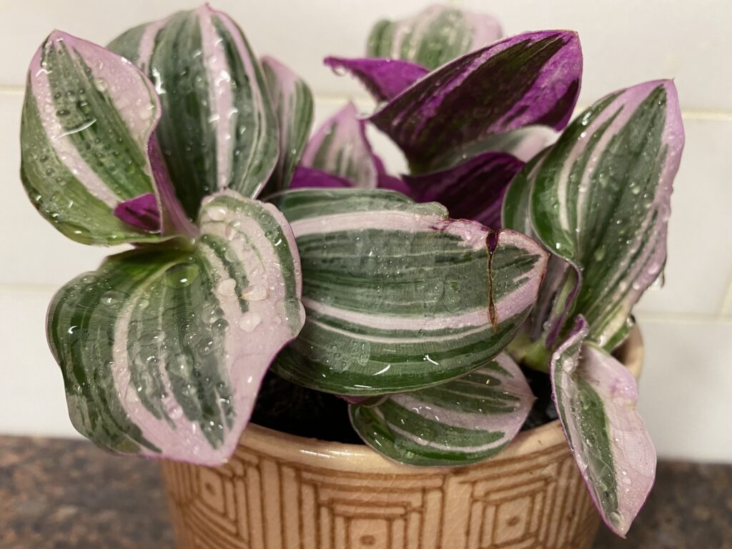 Tradescantia Pink Panther plant in pot