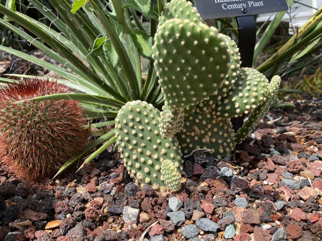 Spiny Pincushion Cactus