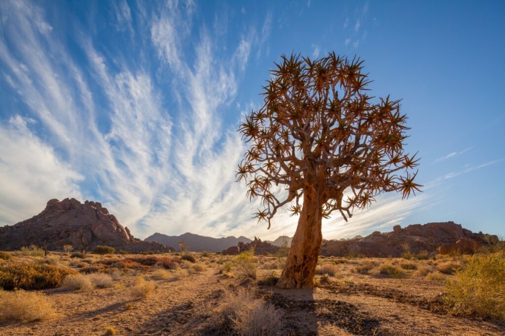 Quiver Tree Aloe