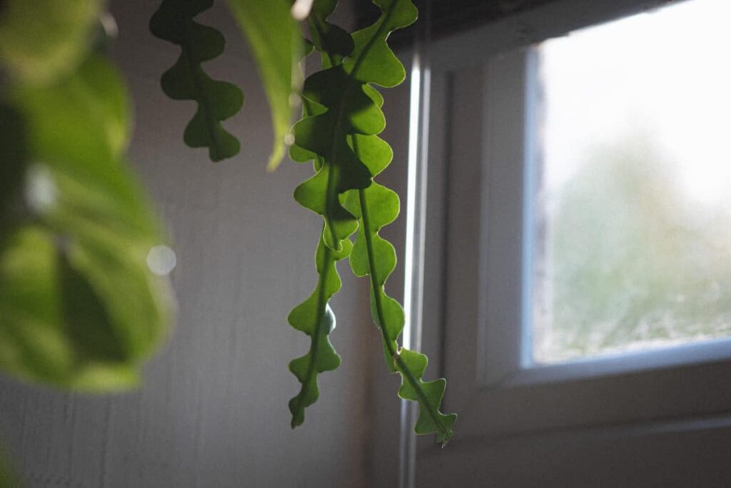 Ric Rac Cactus plant leaf in low light conditions