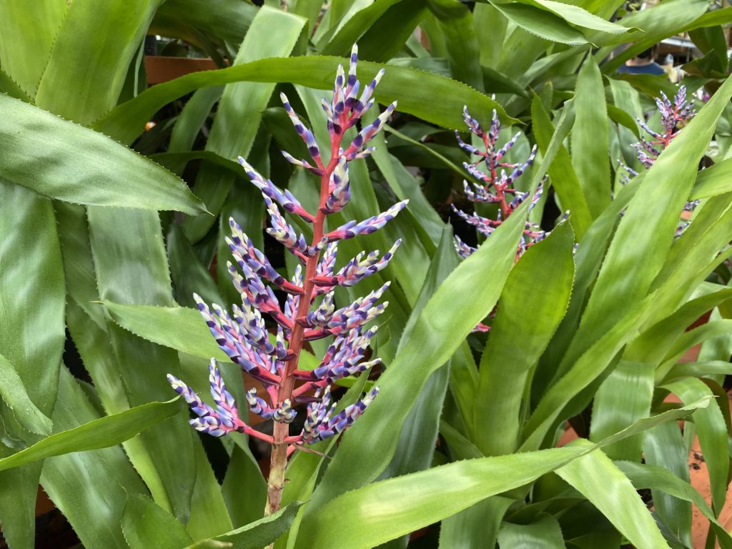 aechmea blue rain flower stalk and leaves