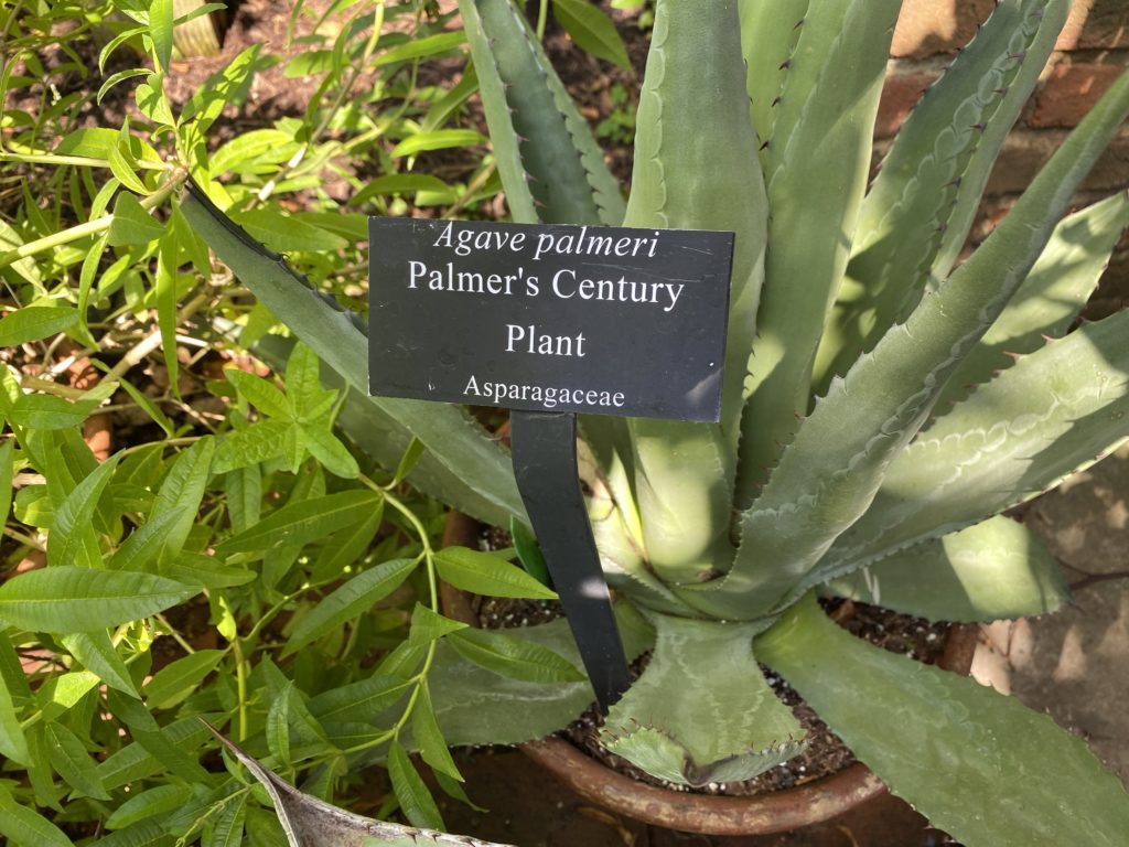 palmer's century plant