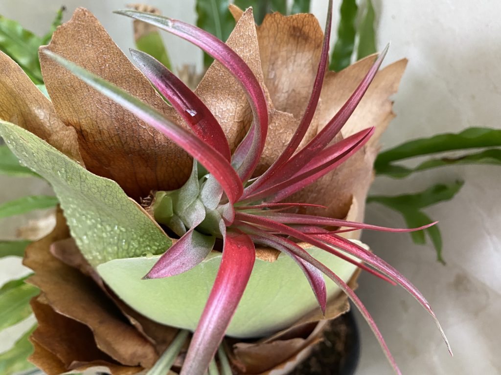 unique colored air plant