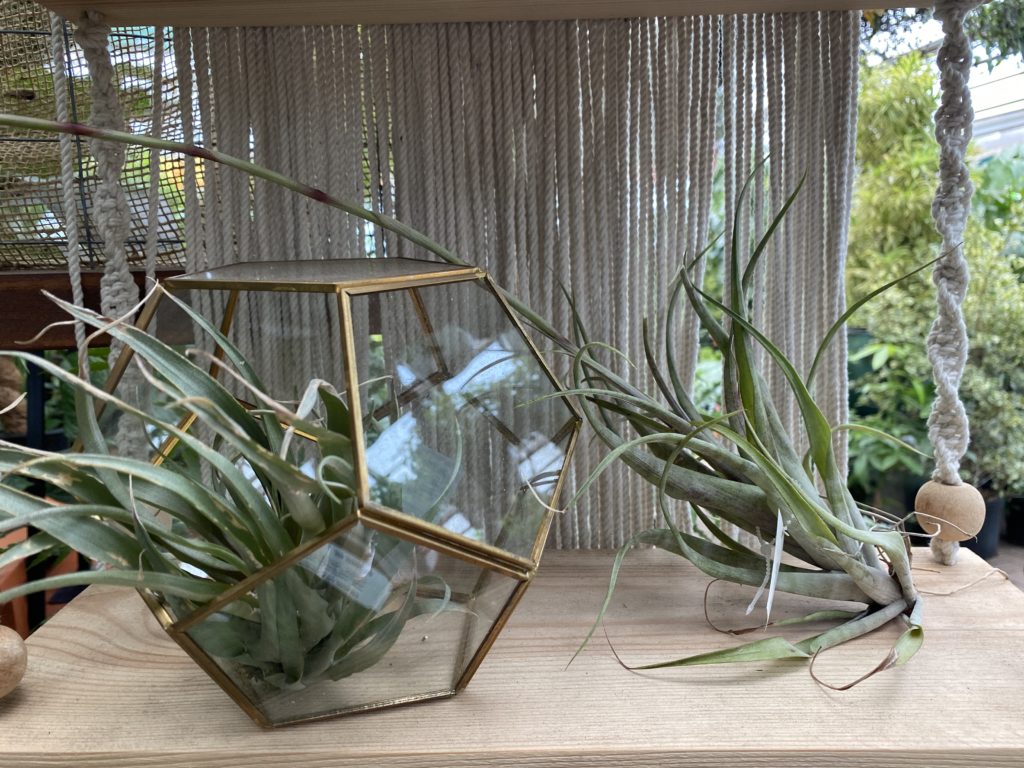 air plants in planter