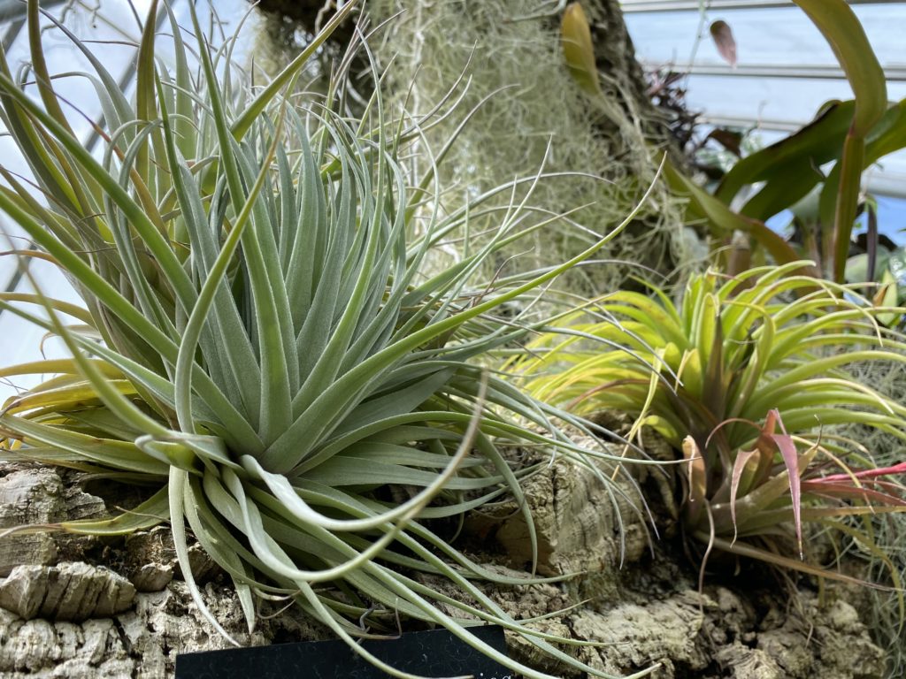 Air plants on a plant wall