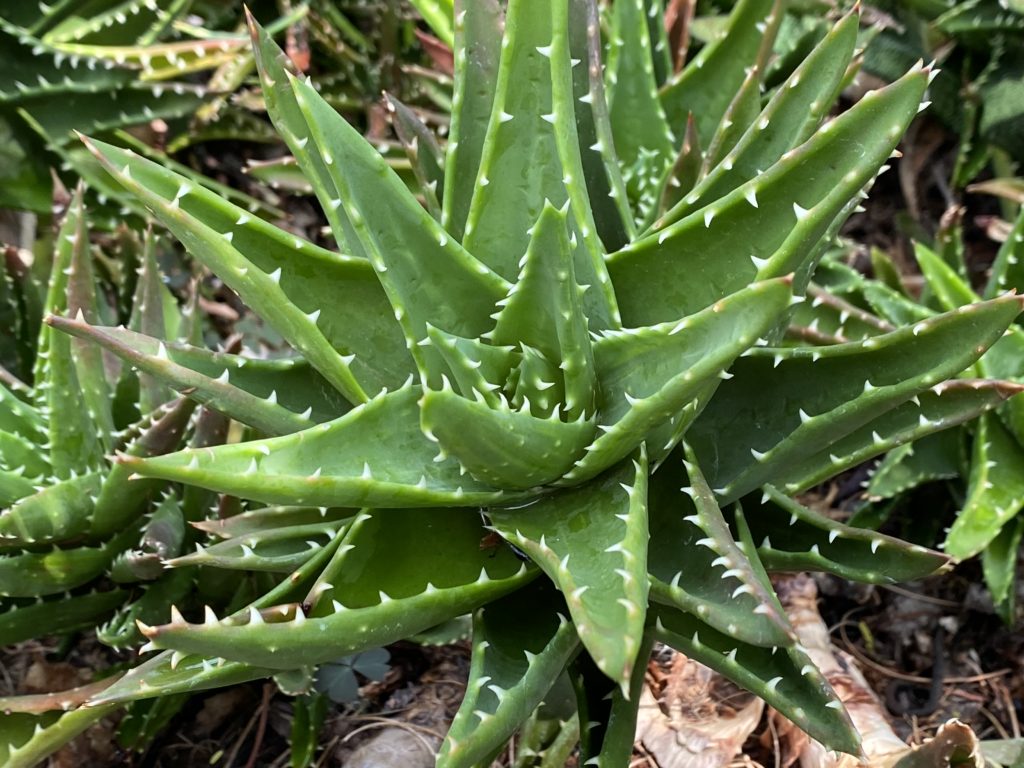 photo of golden toothed aloe 'aloe aff nobilis'
