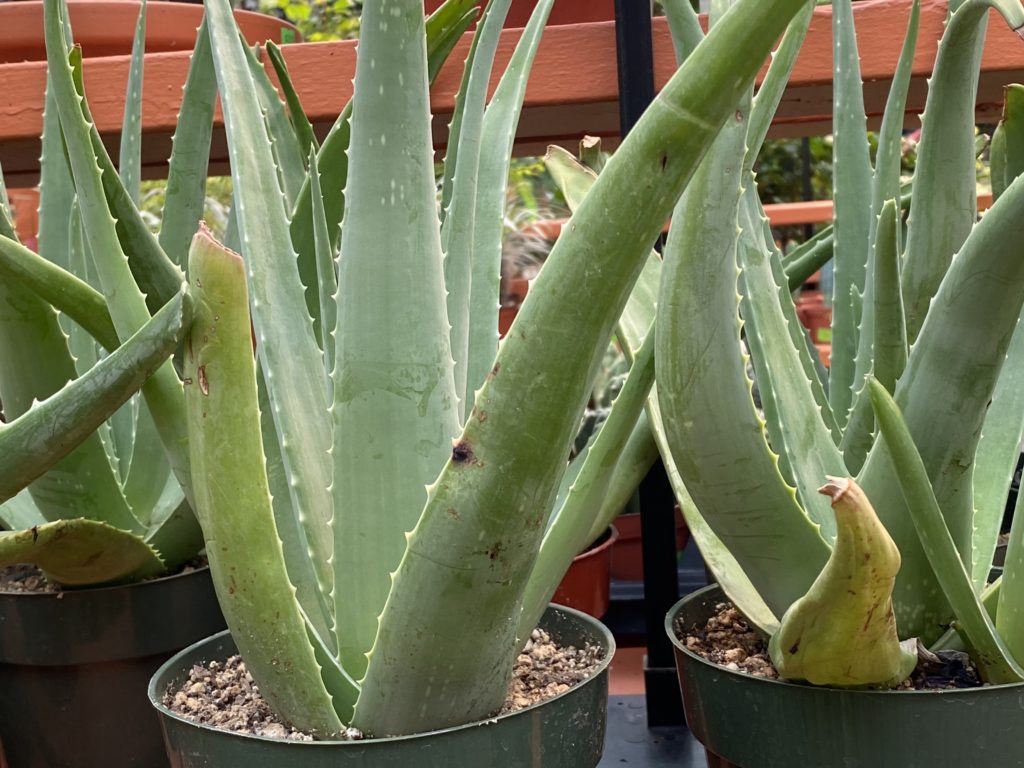 aloe vera plants in pots