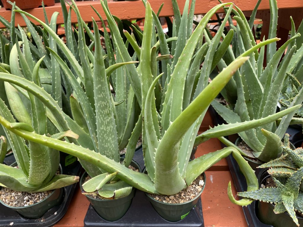 aloe vera plants in pots