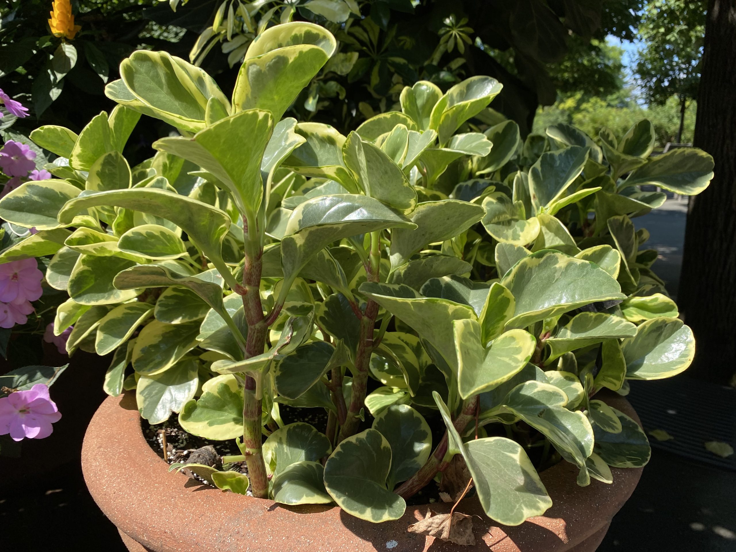 Baby Rubber Plant Care 101 Expert Advice for a Healthy Plant