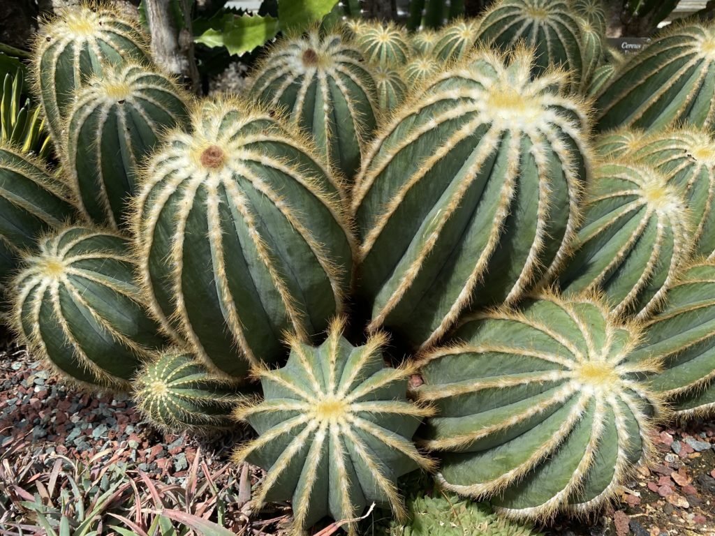 balloon cactus plant cluster