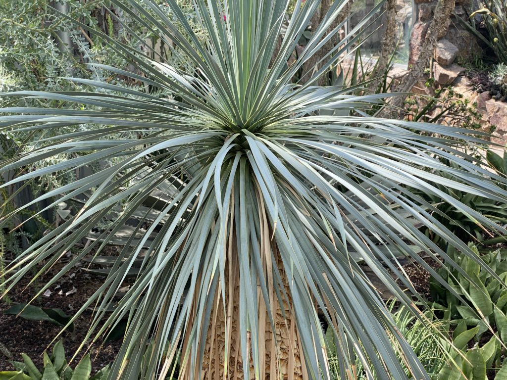 big bend yucca plant