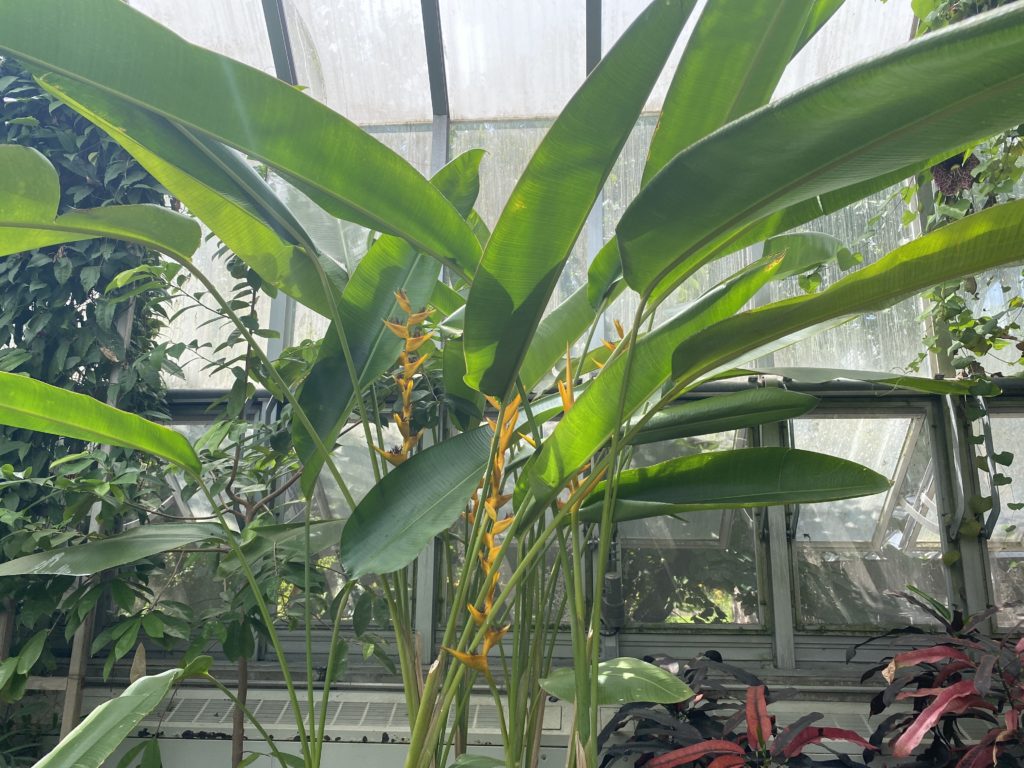 large bird of paradise plant in nursery