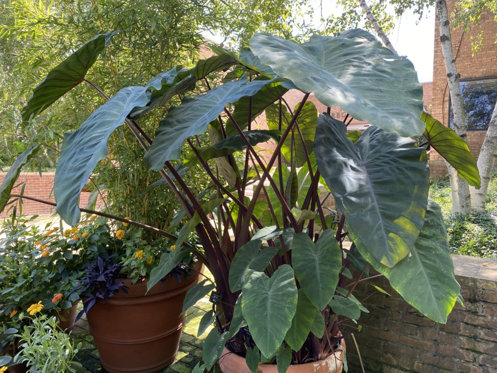 black magic taro plant in large outdoor pot