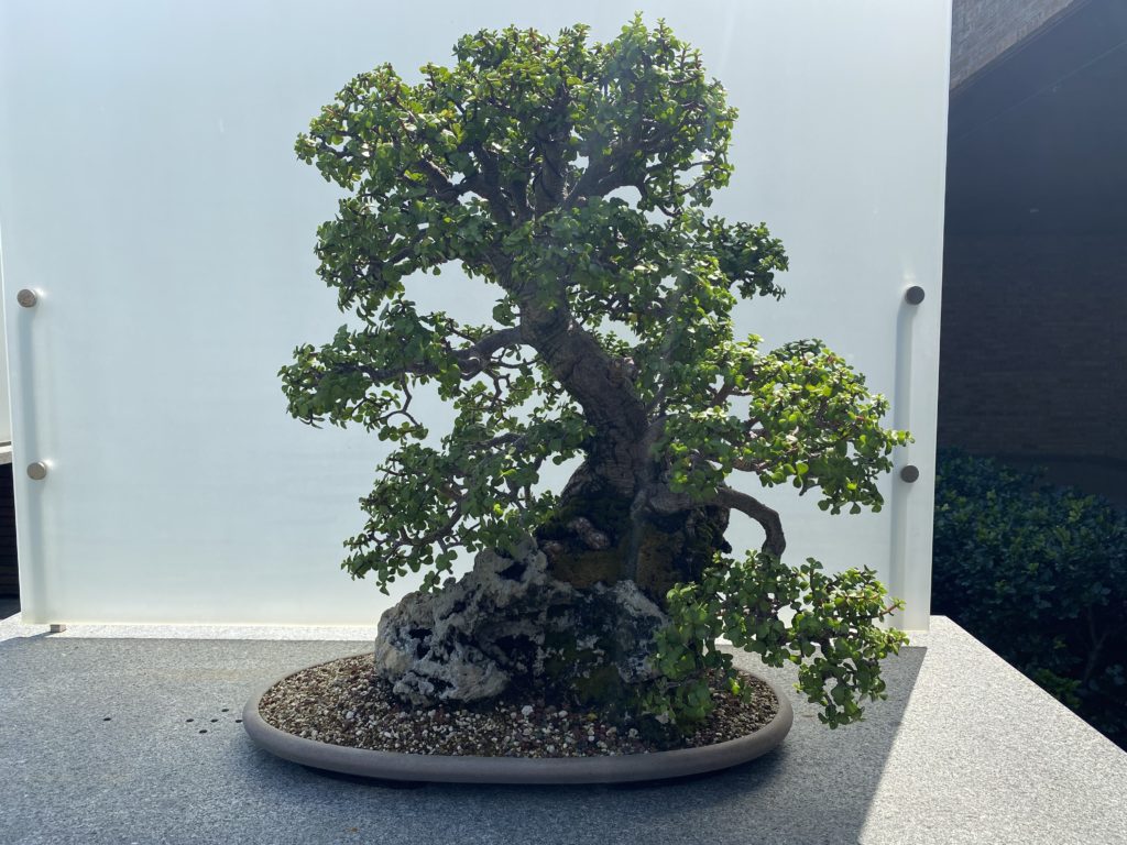 baby jade bonsai plant