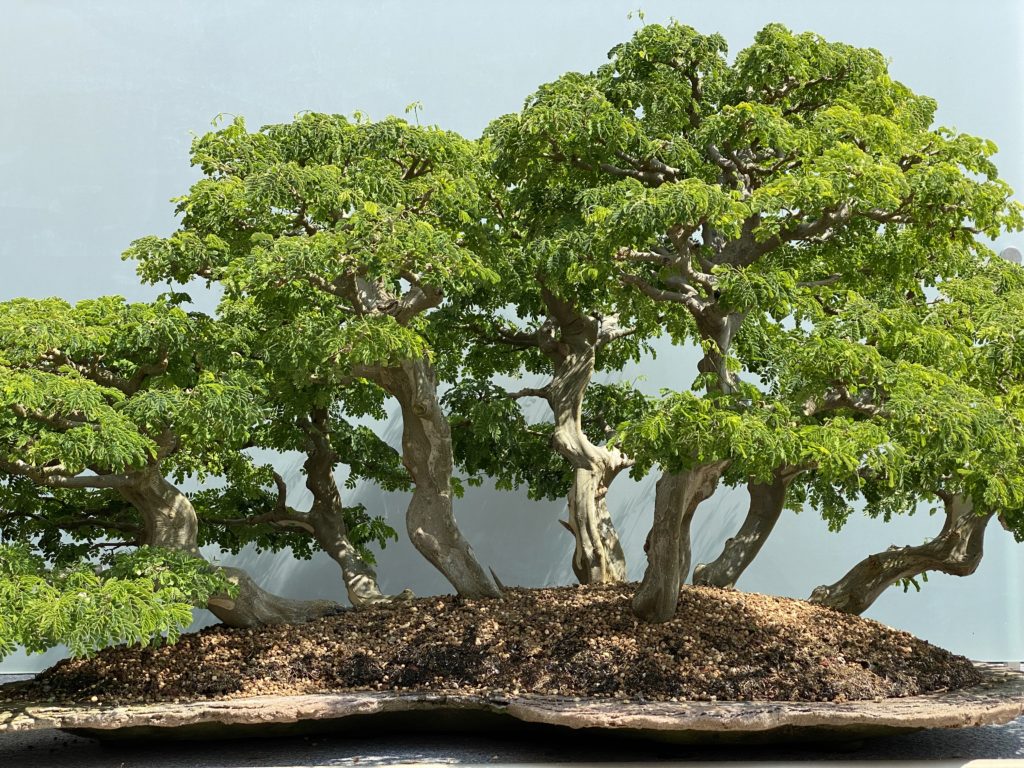 brazilian rain tree bonsai plant