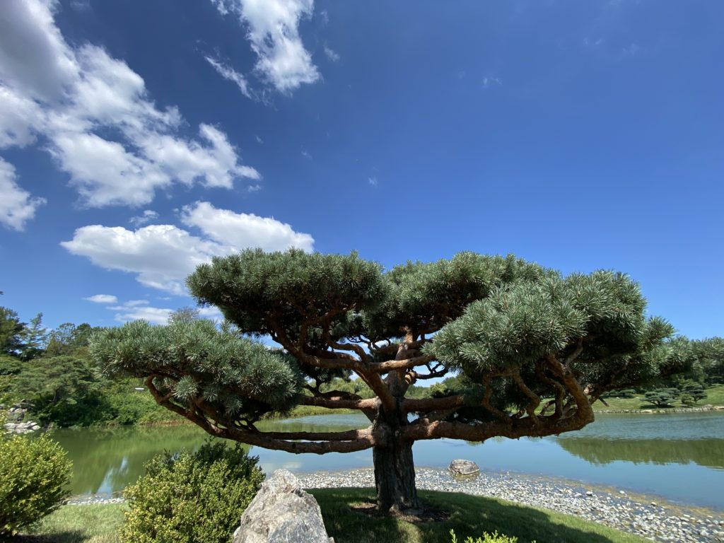 care for outdoor bonsai tree