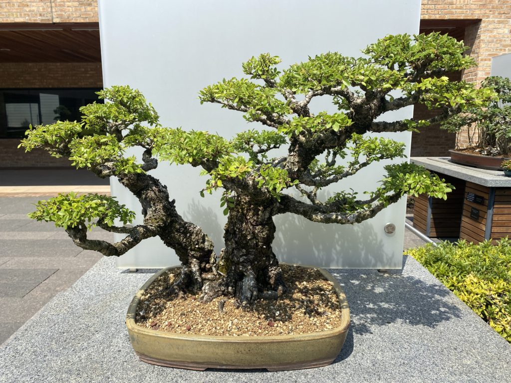 chinese elm bonsai plant in outdoor planter