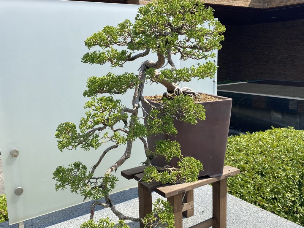 common juniper bonsai in planter