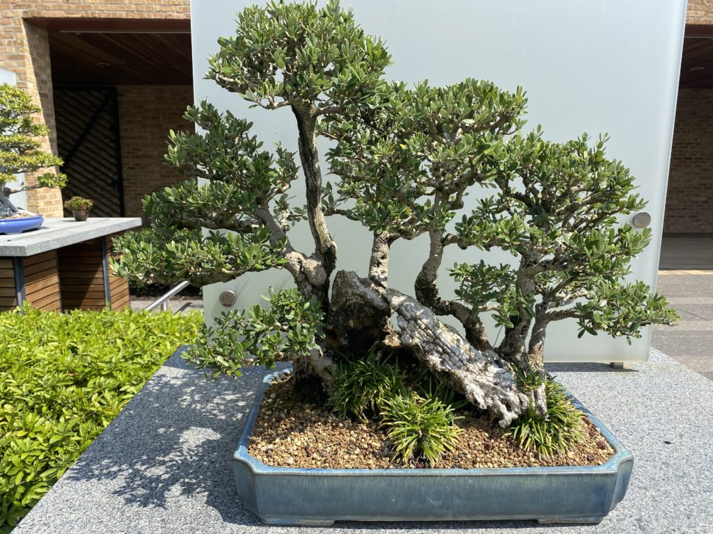 common olive bonsai in outdoor planter