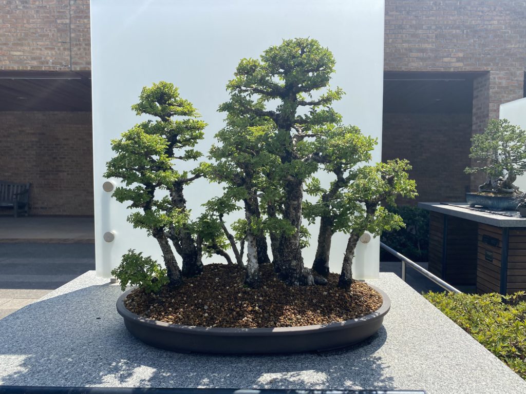 david elm bonsai in outdoor planter