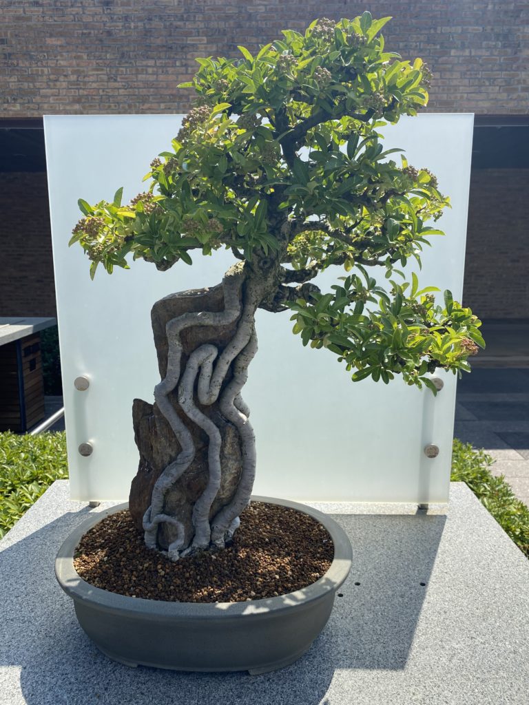narrowleaf firethom bonsai in outdoor planter