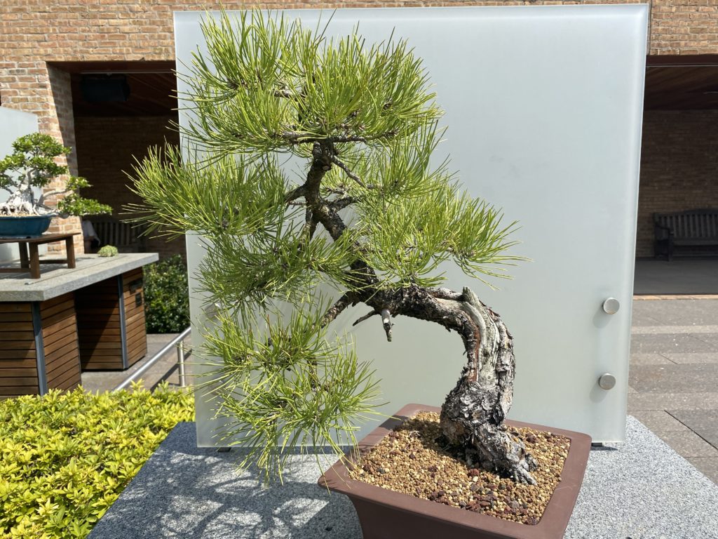 ponderosa pine bonsai in outdoor planter