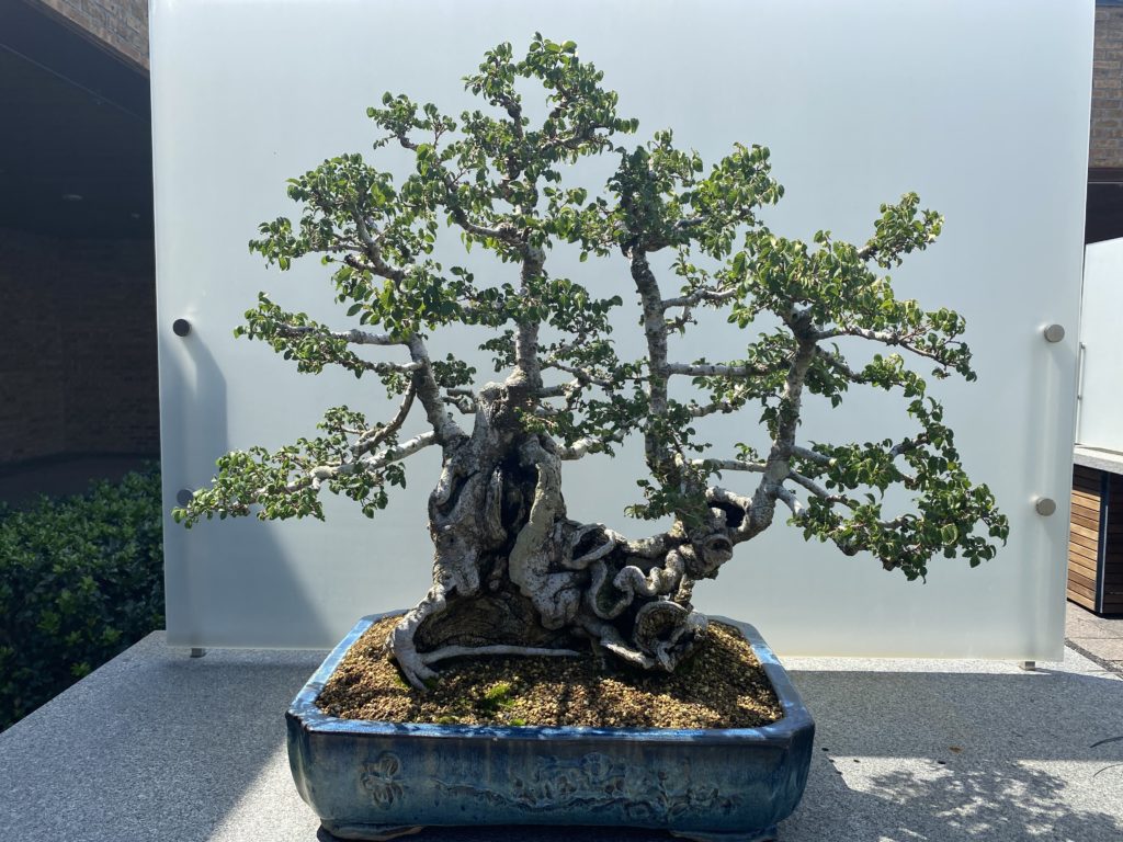 texas cedar elm bonsai in japanese planter