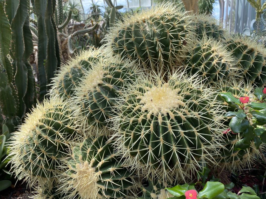 golden barrel cactus group