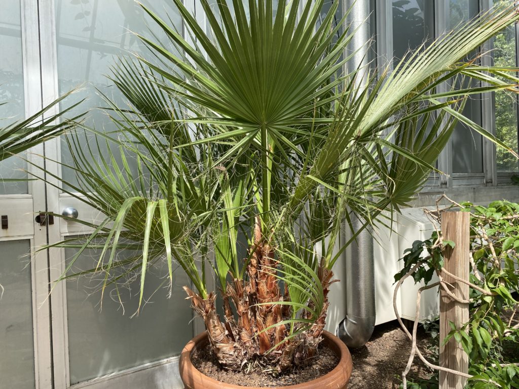 california fan palm in nursery