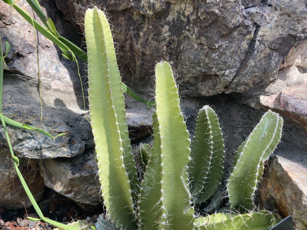 dogtail cactus plant