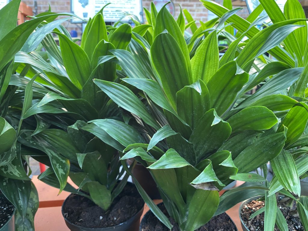 dracaena compacta plants